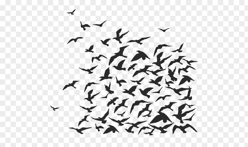 Flock Bird Crows PNG