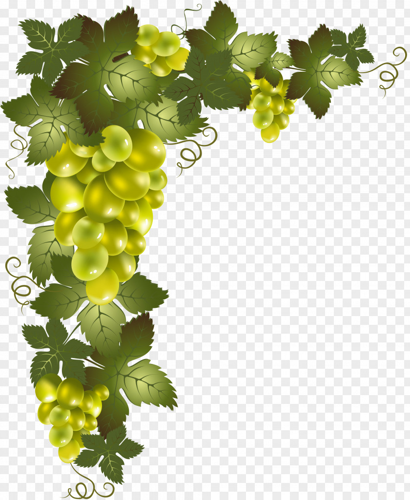 Grapes Grapevines Clip Art PNG