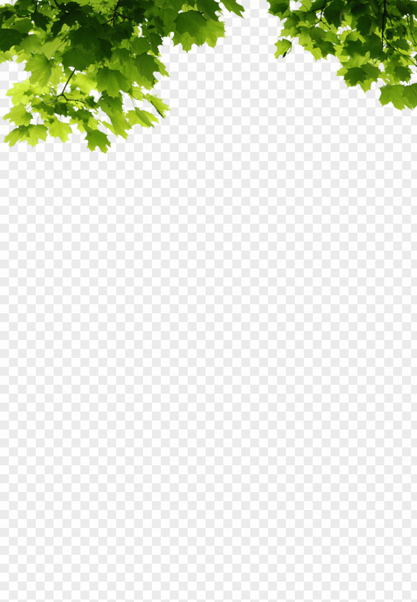 Leaf Clip Art Tree Branch PNG