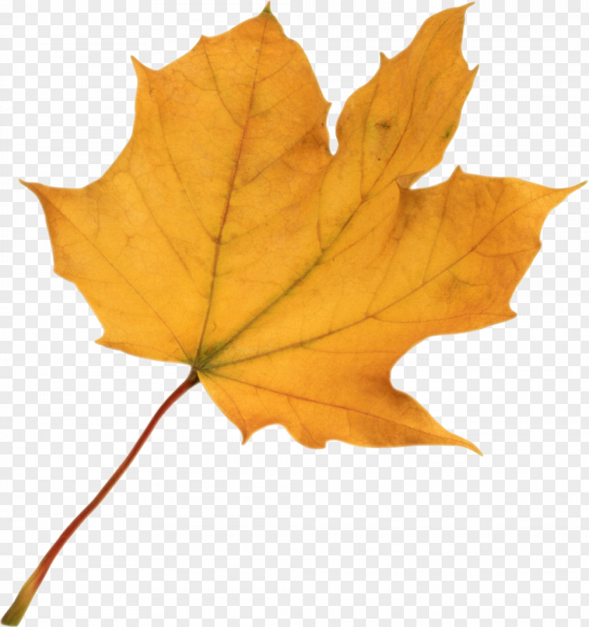 Leaves Autumn Leaf Color Clip Art PNG