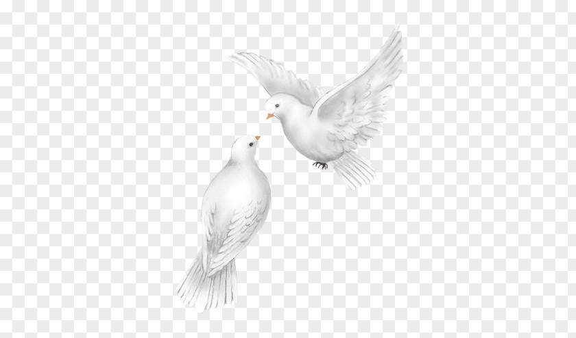 Peace Dove PNG dove clipart PNG