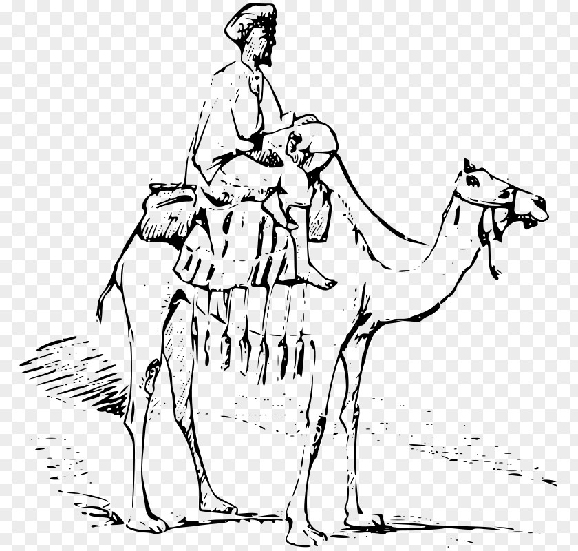 Bedouin Bactrian Camel Dromedary Drawing Clip Art PNG