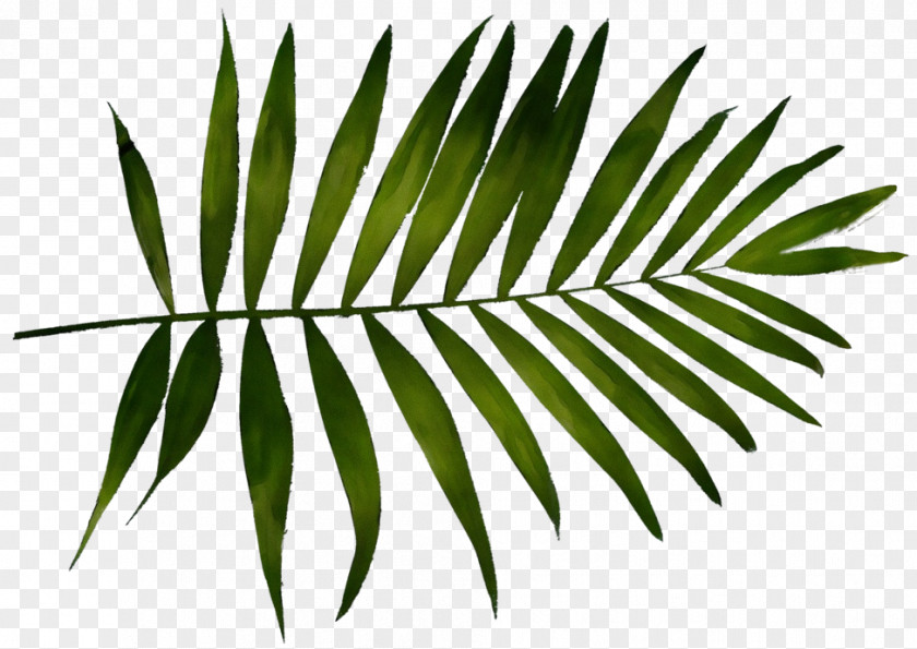 Palm Tree PNG