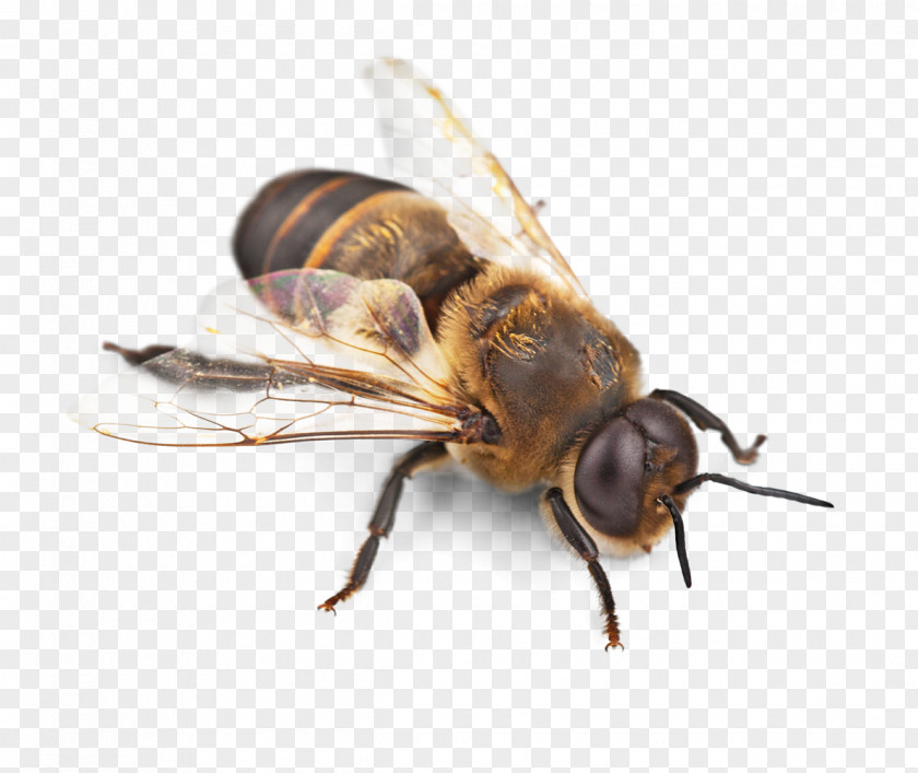 Bee Western Honey Insect Hornet Pollinator PNG