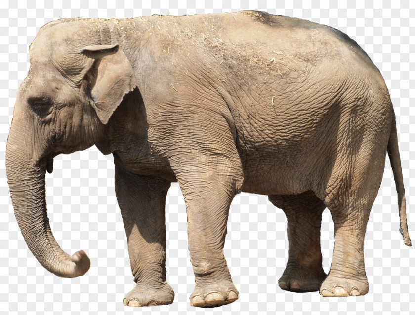Elephant Indian African Niconico Tusk PNG
