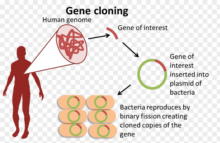Restriction Enzyme Biology Genome Organism Gene Molecular Cloning PNG