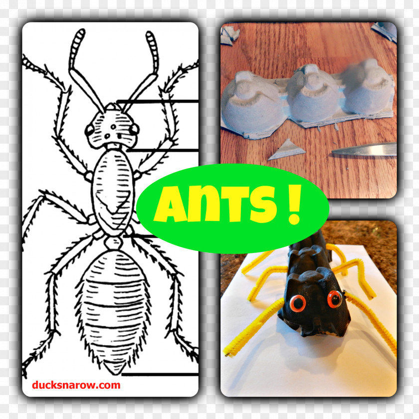 Ants Ant Insect Bee Human Body Arthropod PNG