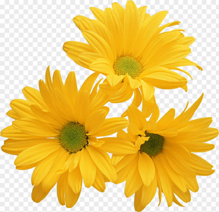 Camomile Chrysanthemum Yellow Flower Color Stock Photography PNG