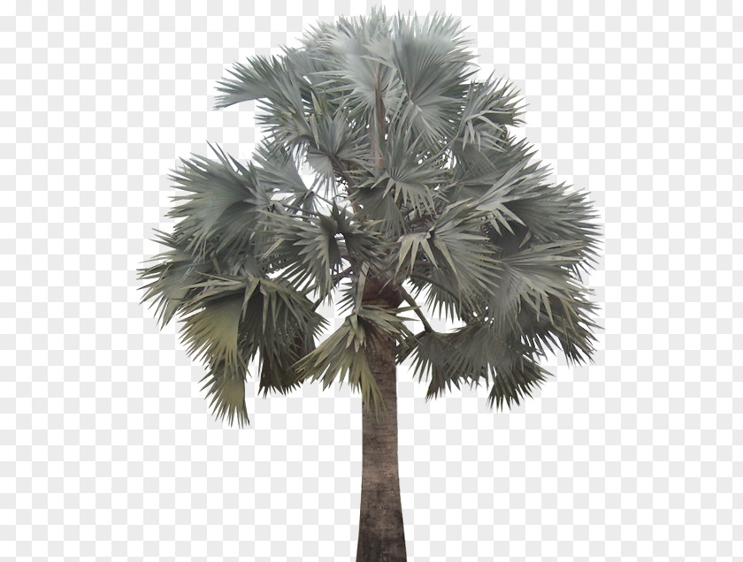 Date Palm Arecaceae Bismarckia Plant Tree PNG