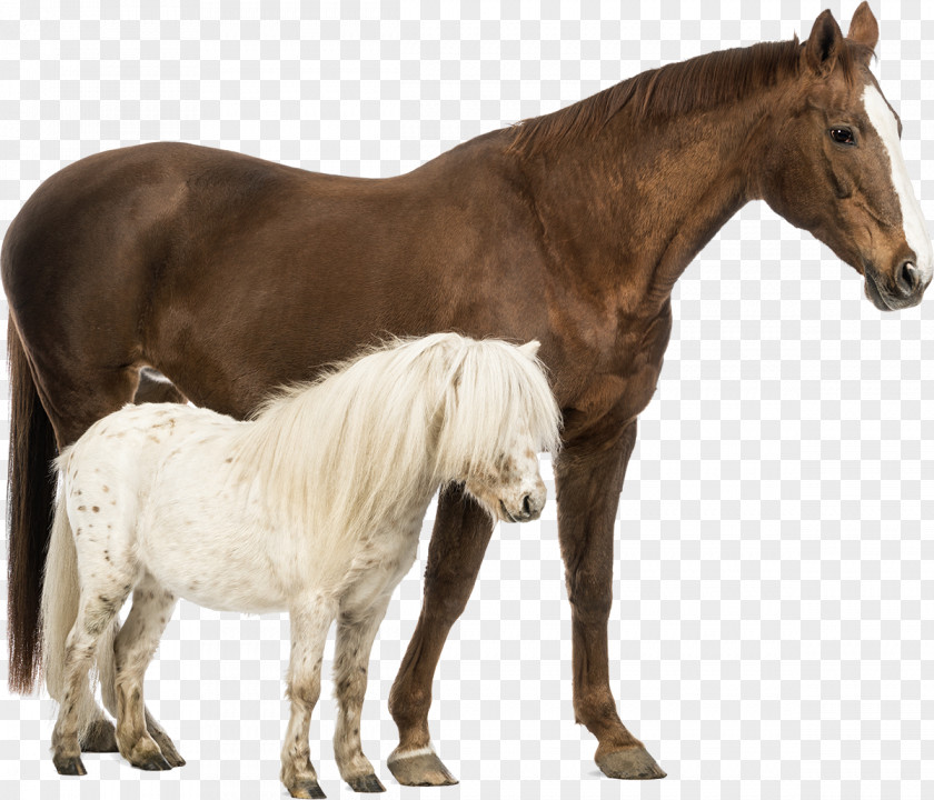 Horses Shetland Pony Belgian Horse Welsh And Cob Stock Photography PNG