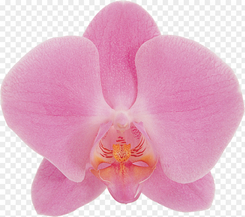 Orchid Phalaenopsis Aphrodite Flower Orchids Blue Photography PNG