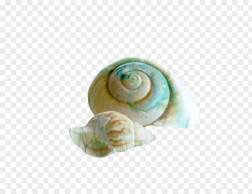 Seashell Snail Spiral Conch Shell Beach PNG