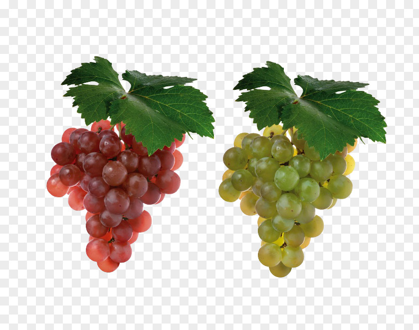 Two Bunches Of Grapes Shiraz Cabernet Sauvignon Merlot Blanc Grape PNG