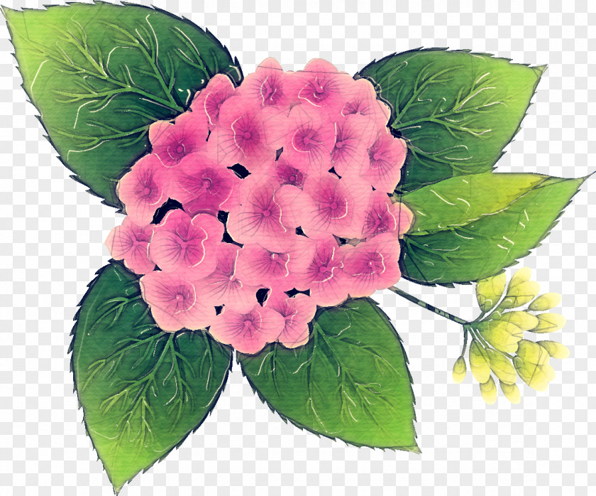Viburnum Impatiens Pink Flower Cartoon PNG