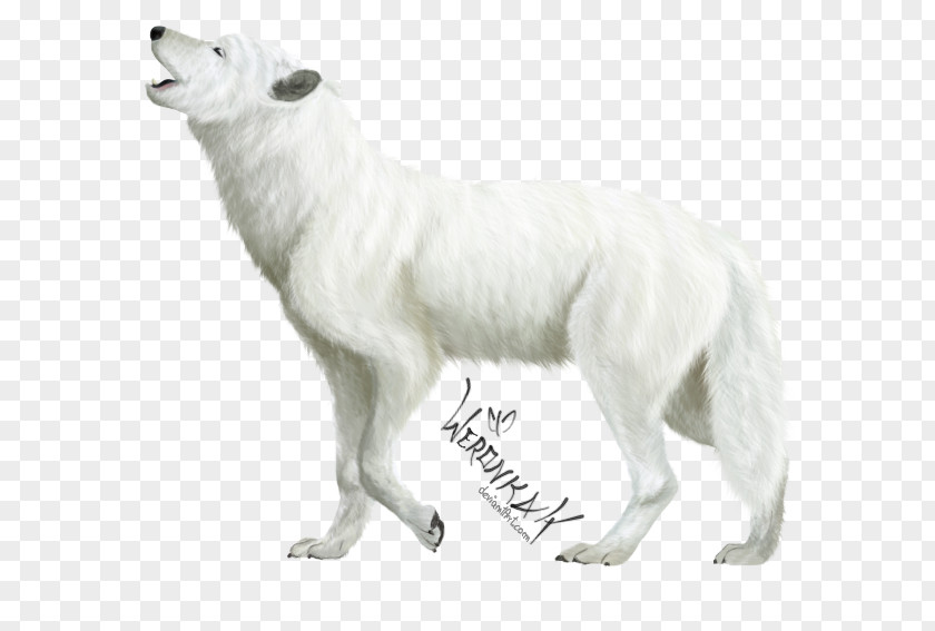 Wolf Dog Breed Arctic Fox Canidae Carnivora PNG