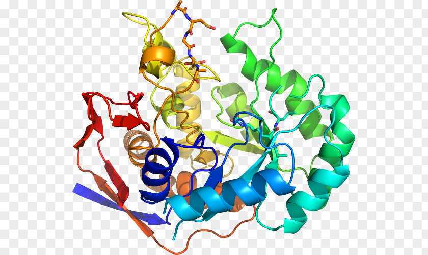 Beta-secretase 1 Amyloid Precursor Protein Secretase Protease Enzyme PNG