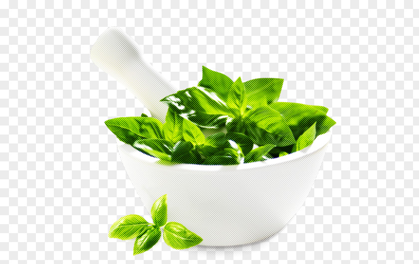 Leaf Herbal Basil Plant Food PNG