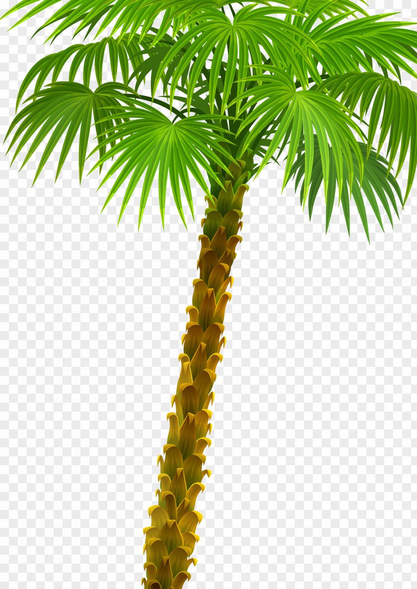 Palm Tree Arecaceae Plant Asian Palmyra Attalea Speciosa Oil Palms PNG