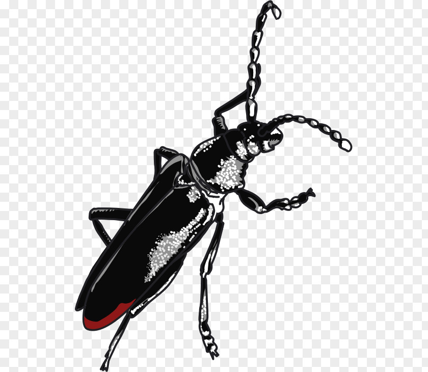 Capricorn Beetle Cerambyx Cerdo Weevil Ladybird PNG
