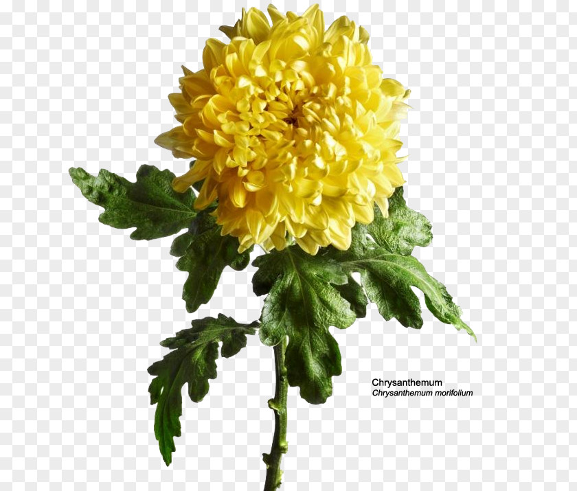 Carnation Flowers Chrysanthemum Dahlia Cut Annual Plant Herbaceous PNG