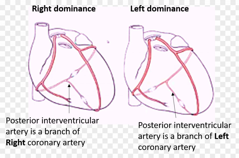 Heart Drawing Blood Artery Coronary Circulation PNG