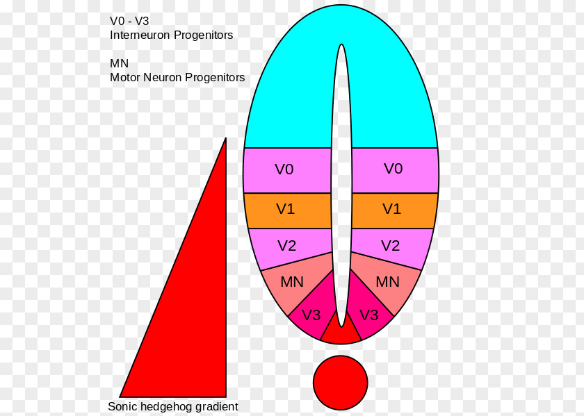 Neural Notochord Sonic Hedgehog Clydagnathus Tube Somite PNG