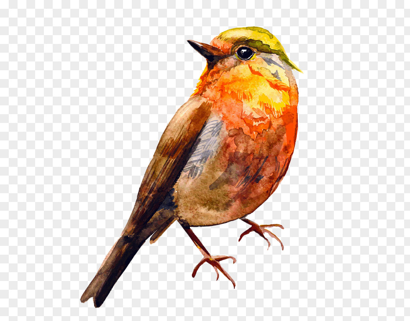 Orange Bird Watercolor Painting Drawing PNG