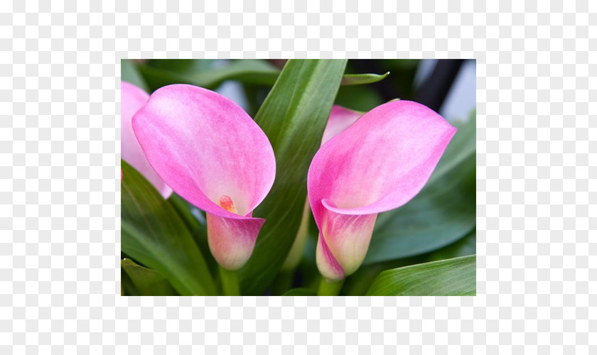 Tulip Pink M Petal RTV Herbaceous Plant PNG