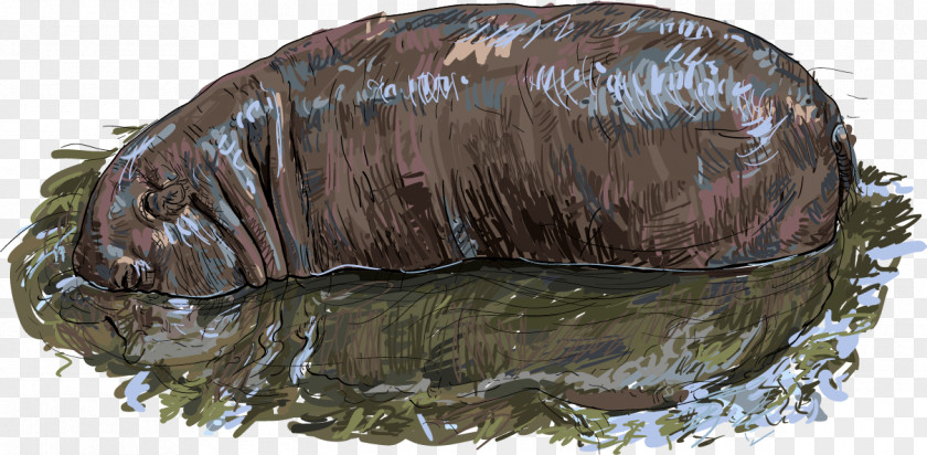 Vector Hand-painted Realism Hippo Hippopotamus Stock Photography Royalty-free Illustration PNG