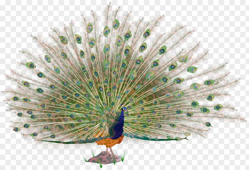 Feather PNG