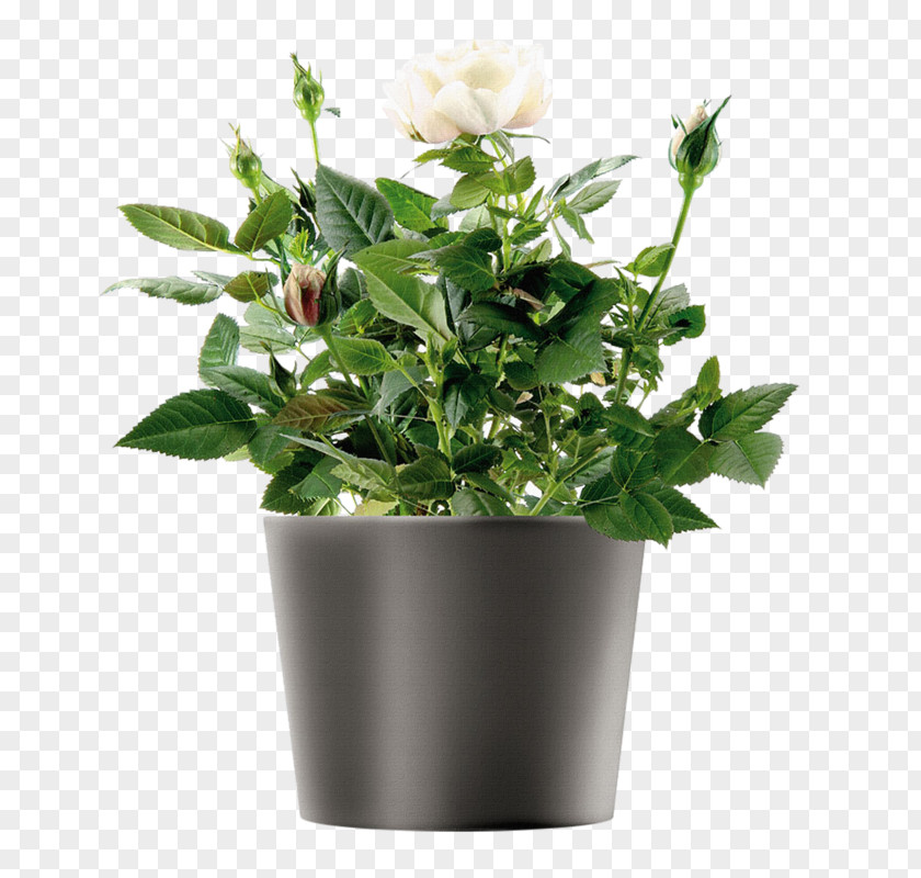 Glass Flowerpot Watering Cans Herb Garden PNG