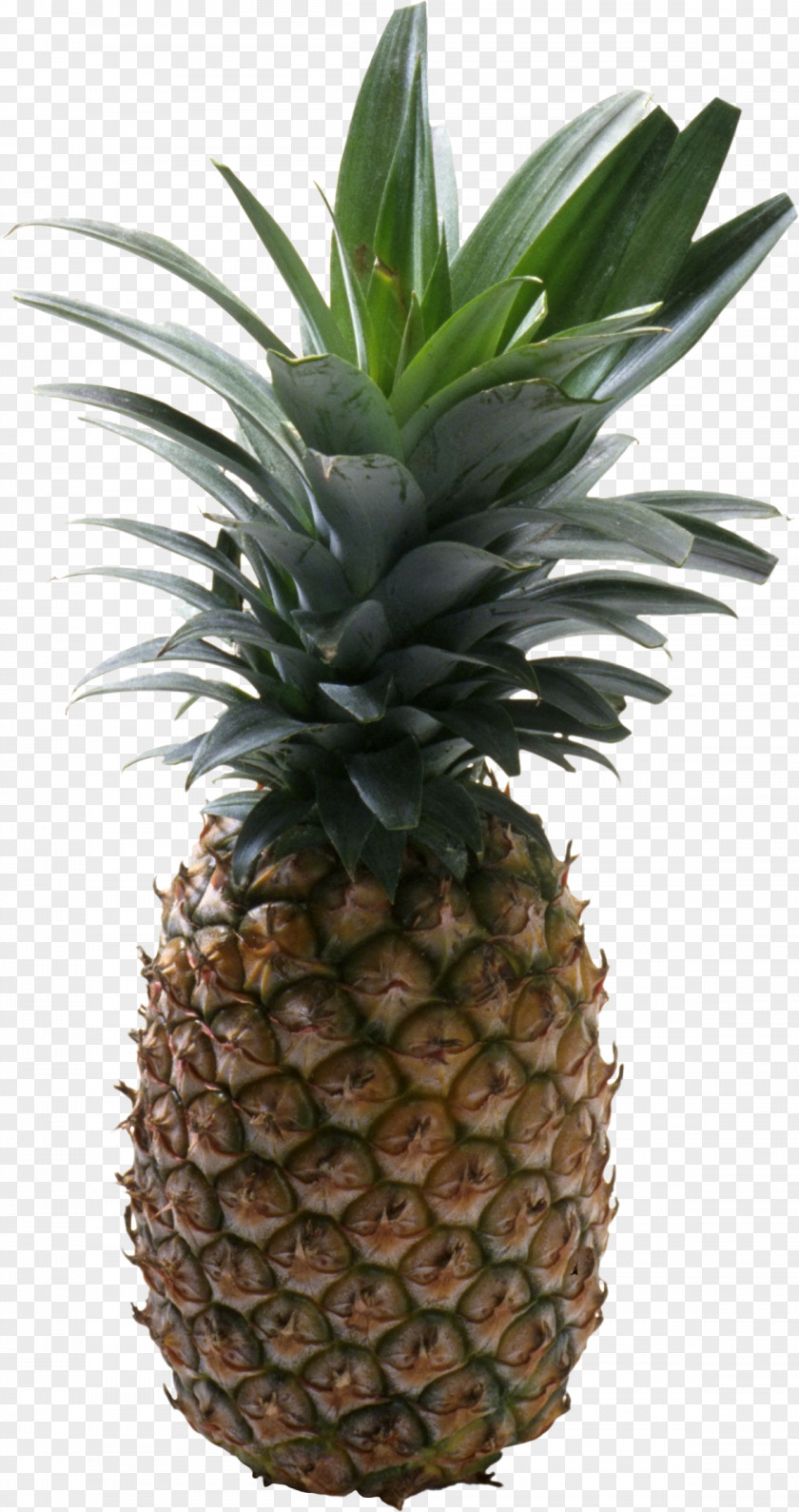 Pineapple Fruit Image Enzyme Force Organism Disease Digestion PNG