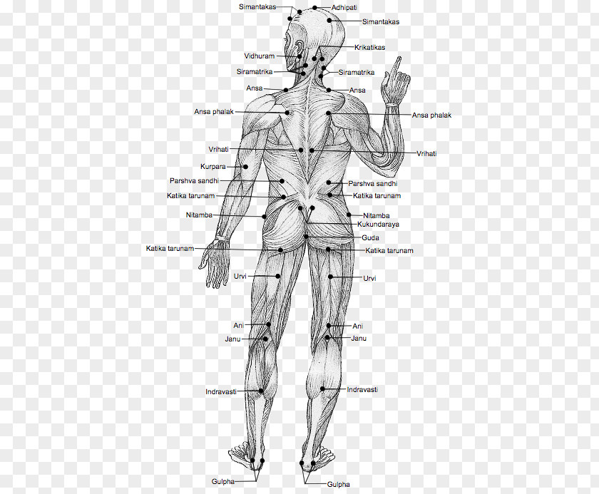 Pressure Points Human Body Marma Adi Ayurveda Point Acupuncture Therapy PNG