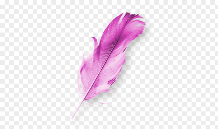 Purple Feather Birds Bird Data Compression Computer File PNG