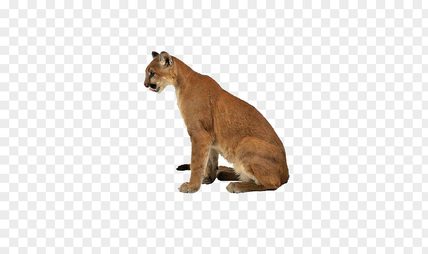 Tiger Cougar Felidae Eurasian Lynx Lion PNG