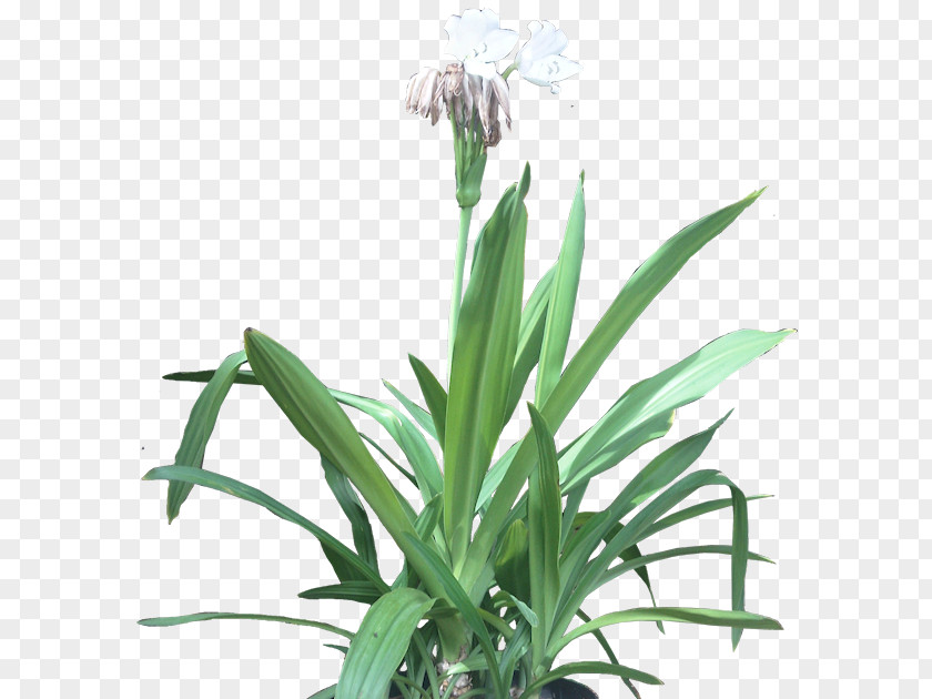 Tropical Foliage Beach Spider Lily Embryophyta Flowerpot Houseplant PNG