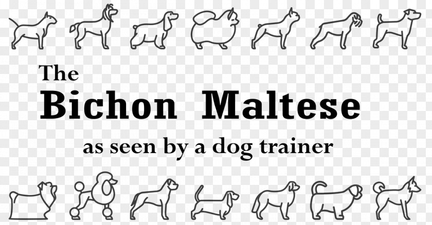 Bichon Frise Maltese Dog Beak Animal PNG