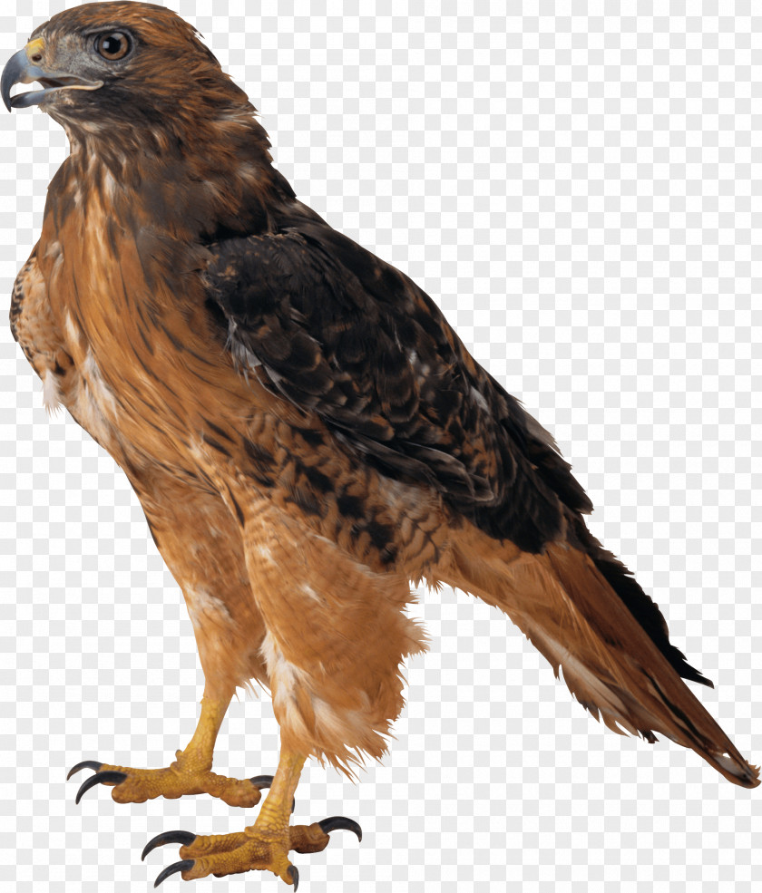 Eagle Image Download Clip Art PNG