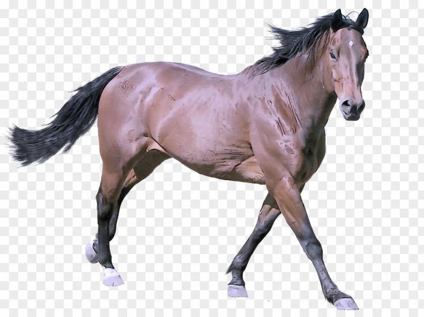 Horse Animal Figure Stallion Mane Mare PNG
