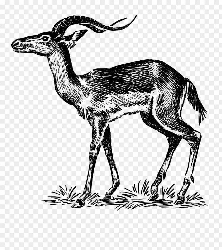 Mahavir Jayanti Chevrolet Impala Antelope Drawing Animal PNG