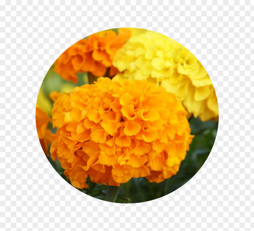 Marigold Mexican Flower Seed Pot Chrysanthemum PNG