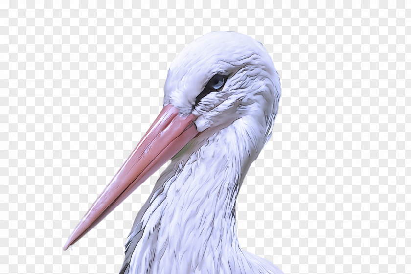 Bird Beak Stork Ciconiiformes White PNG