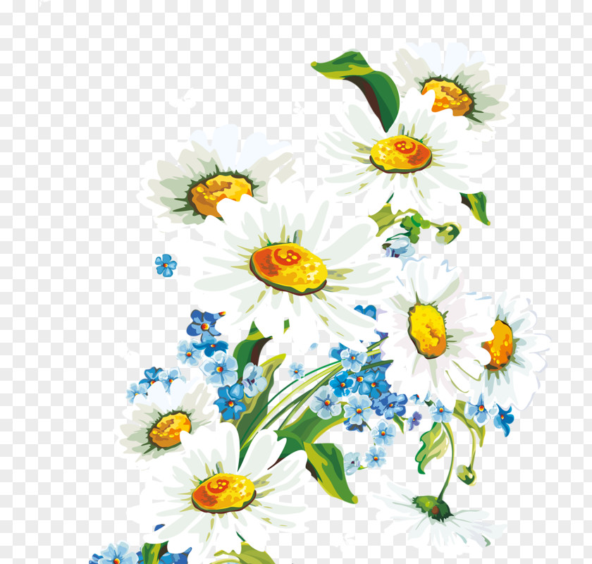 Chrysanthemum Flower Common Daisy Wallpaper PNG