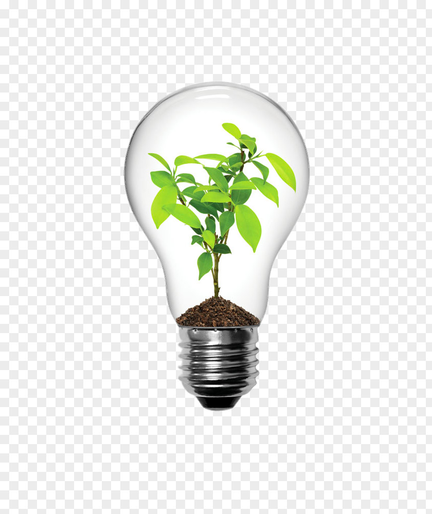 Creative Bulb Plants Incandescent Light Lighting LED Lamp Electric PNG
