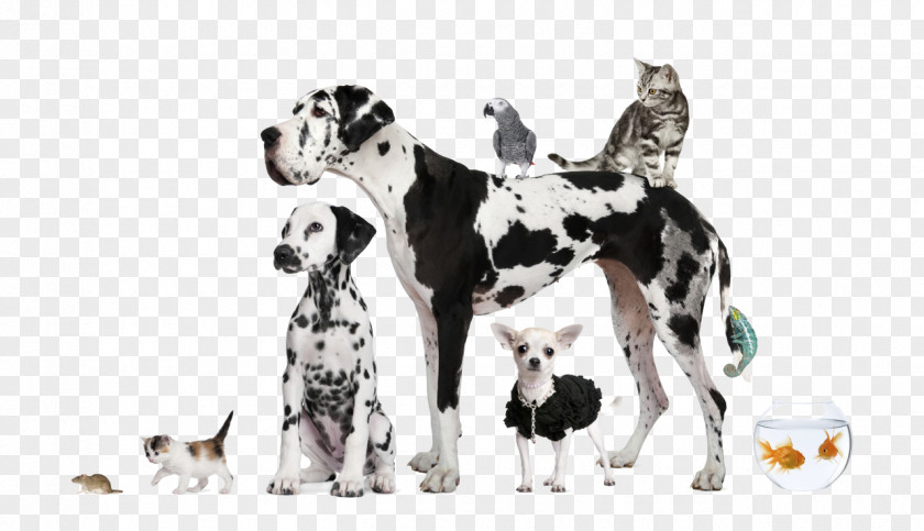 Dog Pet Sitting Cat Puppy PNG