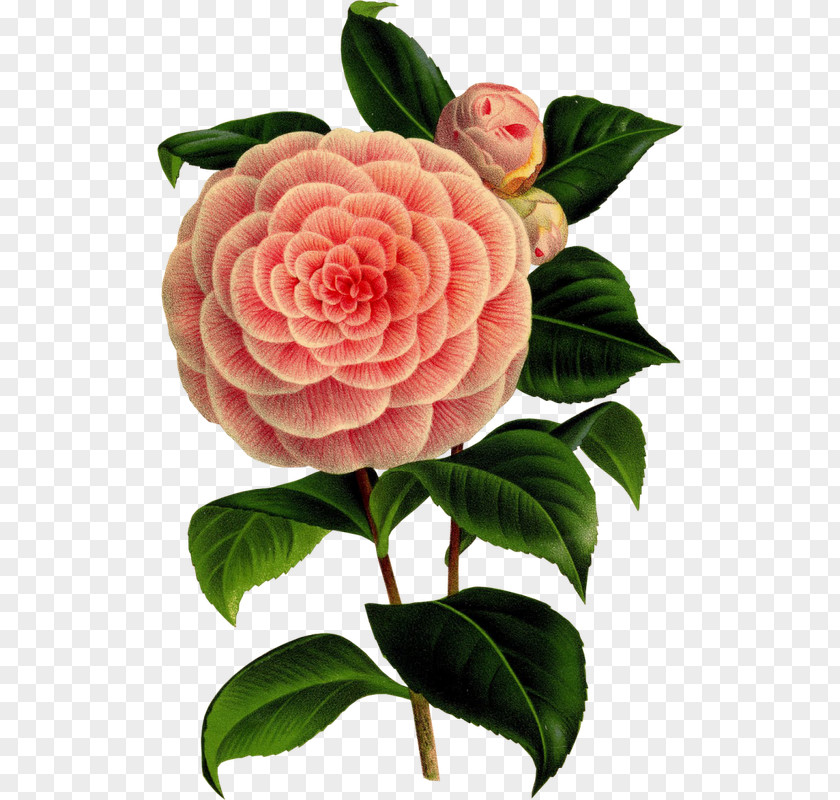Flower Camellia Botany Art Floral Design PNG