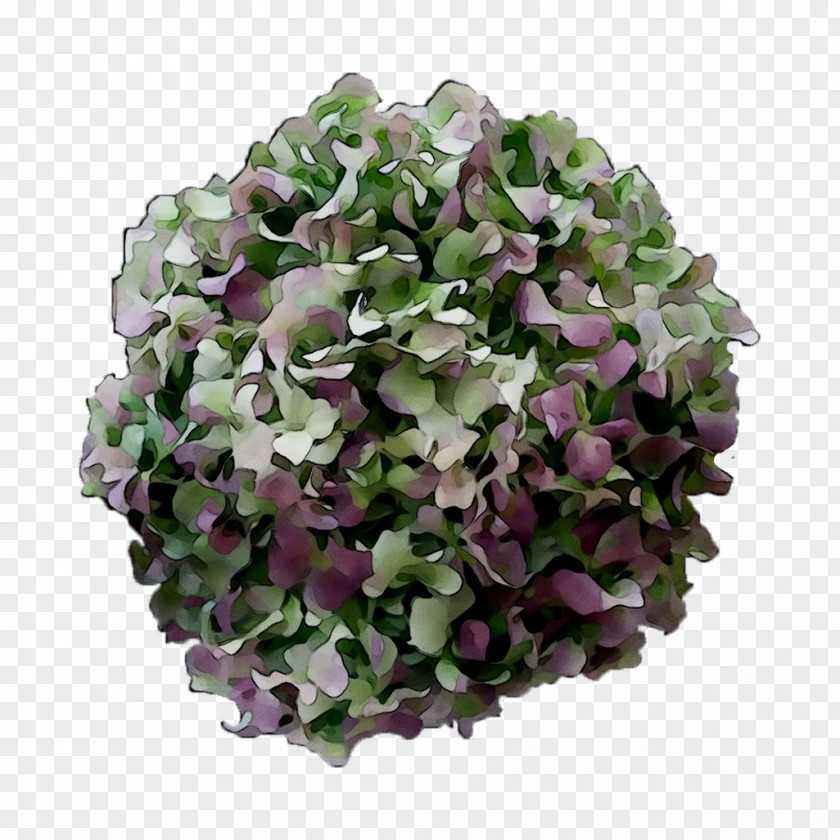 Hydrangea Cut Flowers Annual Plant Plants PNG