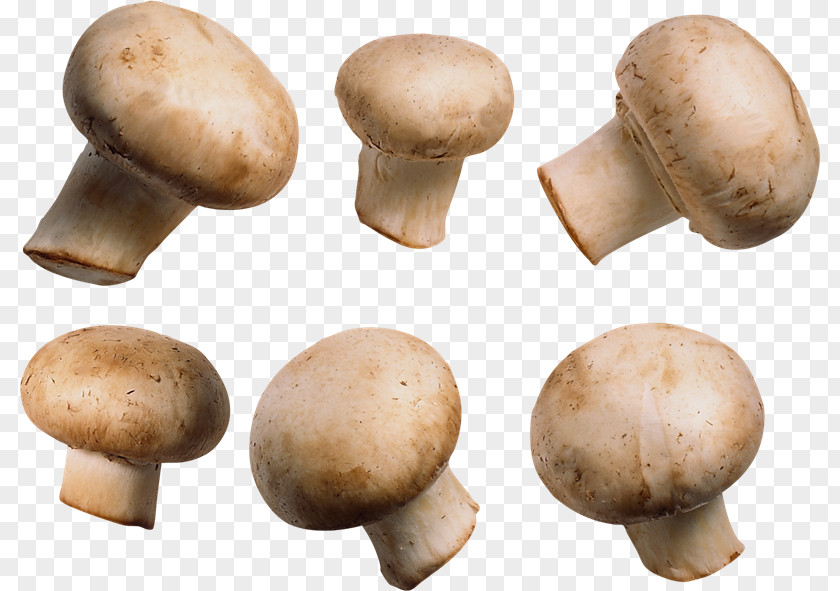 Mushroom Common Fungus PNG
