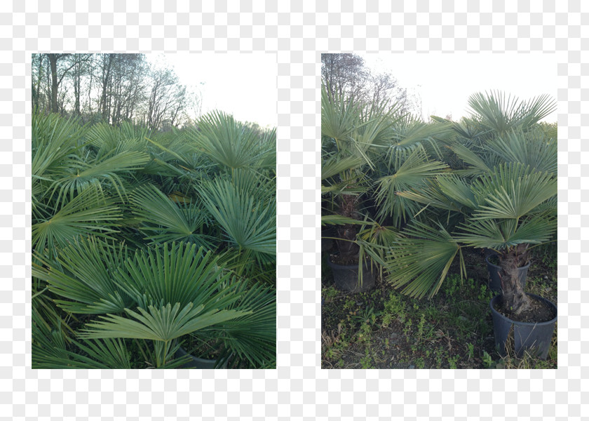 Palmiye Asian Palmyra Palm Landscape Vegetation Saw Palmetto Plant PNG