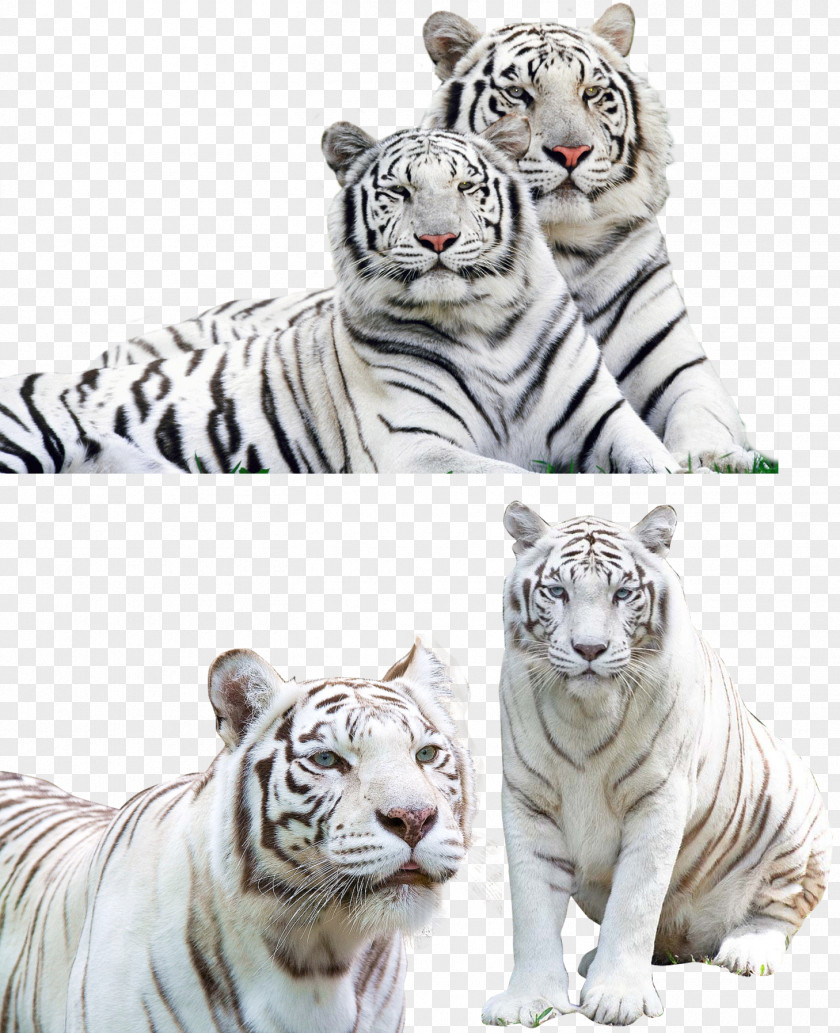 Tiger Jaguar Lion Felidae PNG